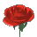 Rose,%20Small